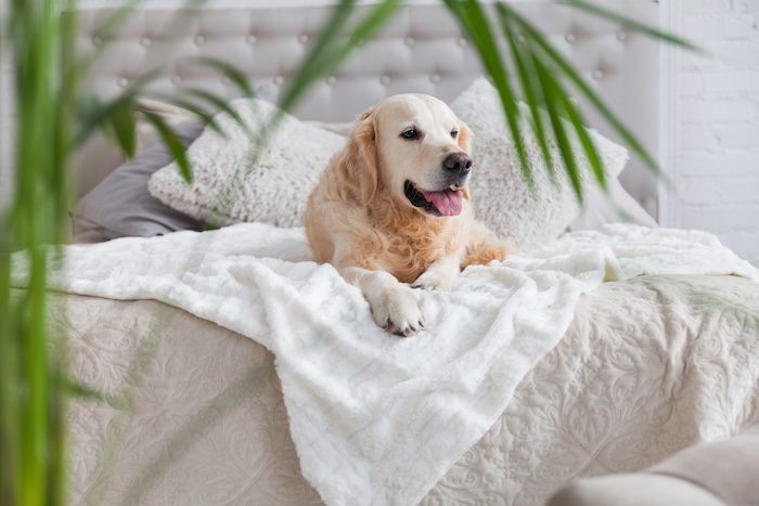 Pet and Kid-Friendly Fabrics: Style Without Compromise